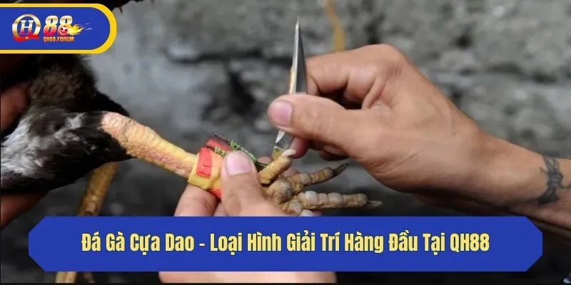 Đá Gà Cựa Dao - Loại Hình Giải Trí Hàng Đầu Tại QH88