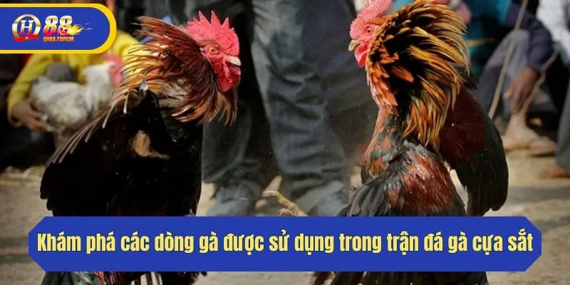Khám phá các dòng gà được sử dụng trong trận đá gà cựa sắt