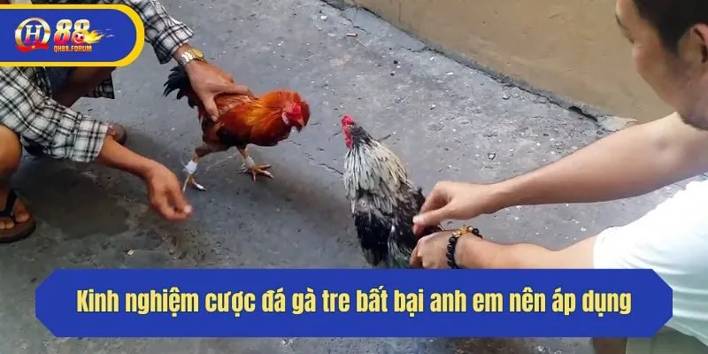 Kinh nghiệm cược đá gà tre bất bại anh em nên áp dụng